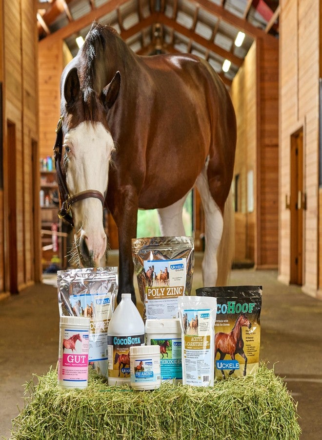 SmartEquine Horse Biotin Powder | Hoof Supplement for Horses | Biotin for Horses | Includes Zinc and Methionine | 18 oz Jar - Image 4